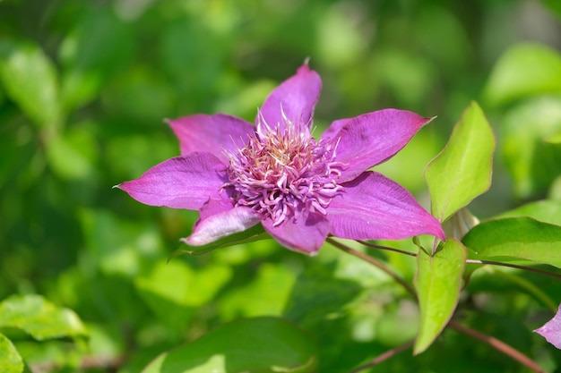 Grande fleur pourpre lumineuse exotique se bouchent contre les plantes vertes