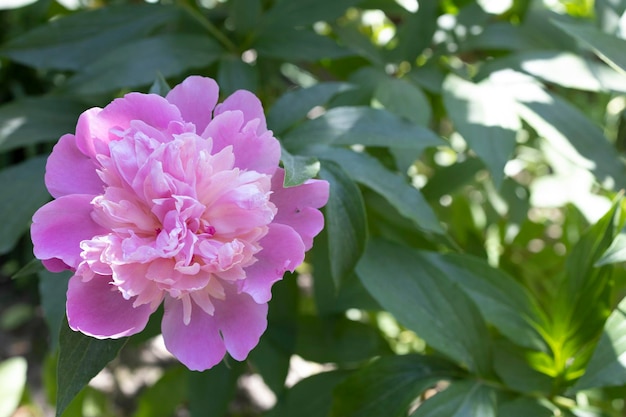 Grande fleur rose dans les feuilles vertes