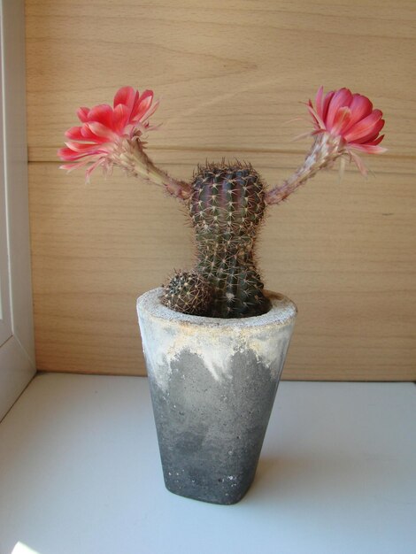 Photo grande fleur rouge sur un cactus hérisson dans un pot deux fleurs en même temps plante épineuse en fleurs