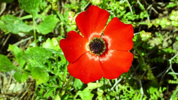 Grande fleur rouge dans la clairière. Israël