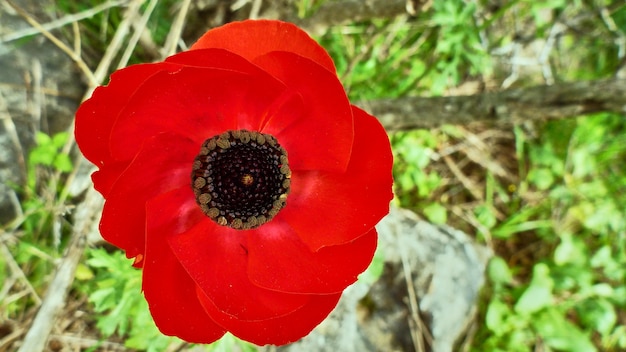 Grande fleur rouge dans la clairière. Israël