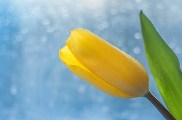 Une grande fleur de tulipe jaune avec une feuille verte et une tige sur un beau fond bleu, bokeh.