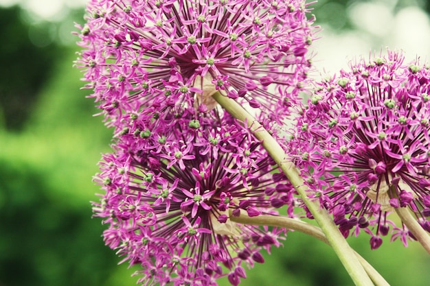 Grande fleur violette