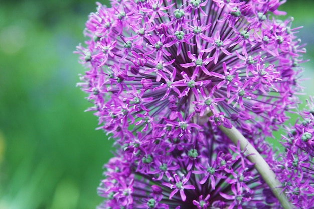 Grande fleur violette