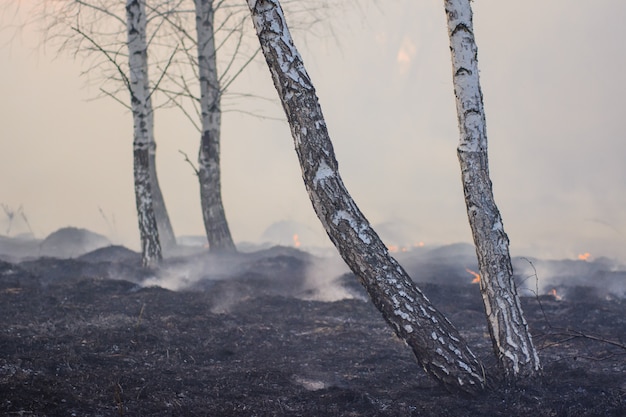 Grande forêt de bouleaux pleine de fumée et d'arbres carbonisés et noircis après un feu sauvage