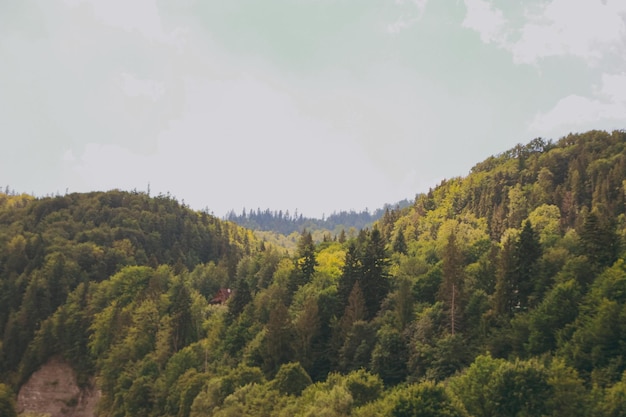 Grande forêt de montagne avec des arbres