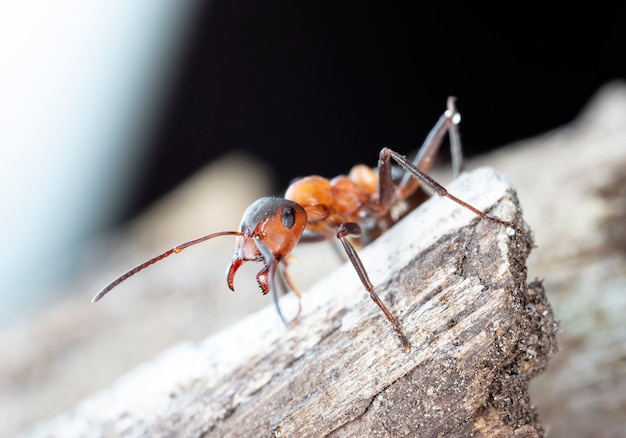 Grande fourmi forestière rouge dans son habitat naturel