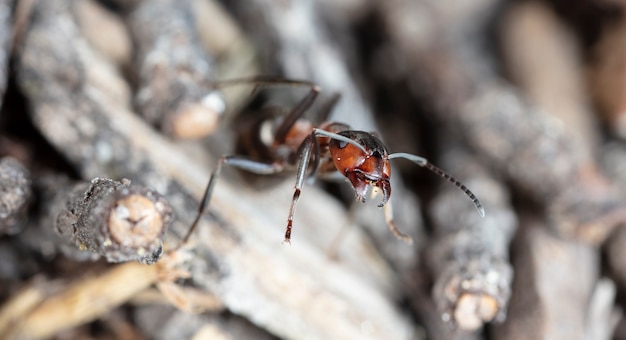 grande fourmi de forêt rouge dans l'habitat naturel