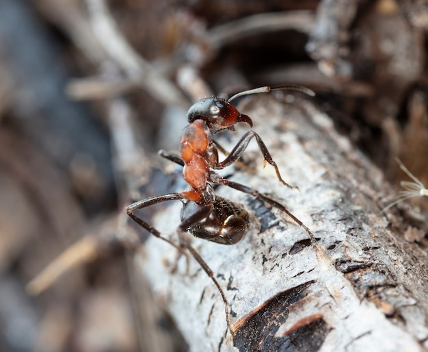 grande fourmi de forêt rouge dans l'habitat naturel