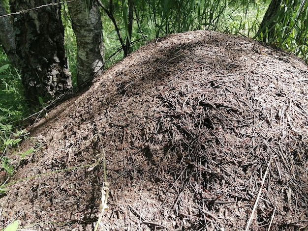 Grande fourmilière brune vivante dans un bosquet et une forêt de pins