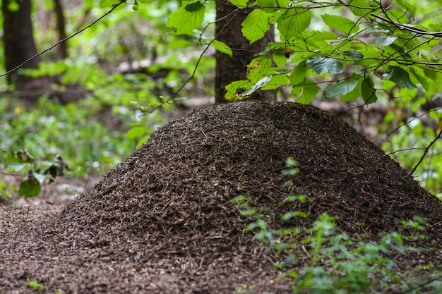Grande fourmilière avec des fourmis dans la forêt sous les branches d&#39;un arbre