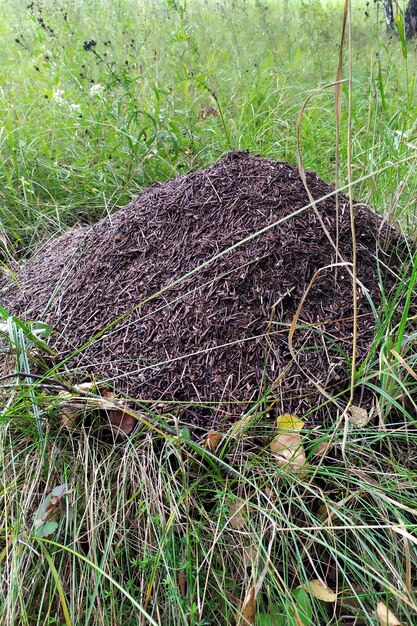 Grande fourmilière sur l'herbe dans une forêt de feuillus Photographier un jour d'été Herbe et fourmilière