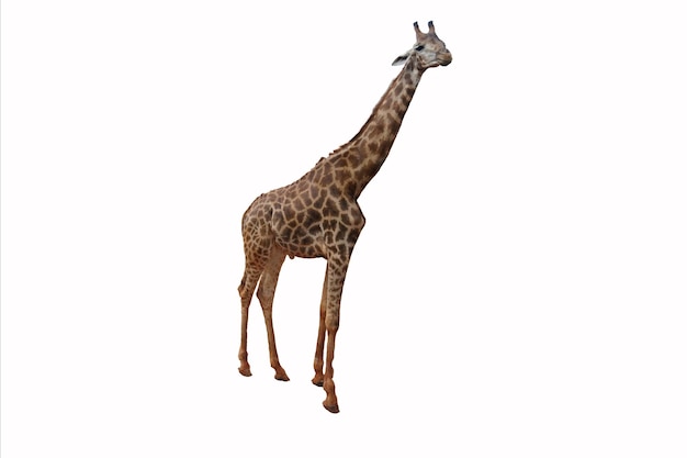 Grande girafe isolé sur fond blanc