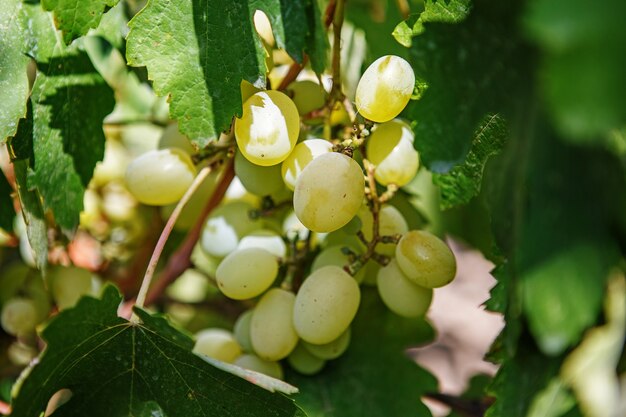 Grande grappe de raisin blanc pendre d'une vigne