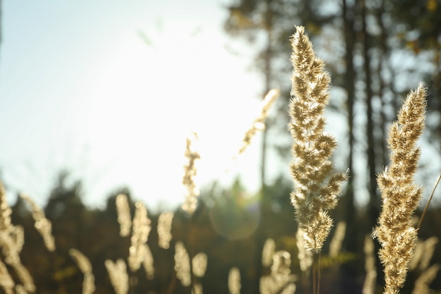 Grande herbe séchée sur fond de forêt, espace pour le texte