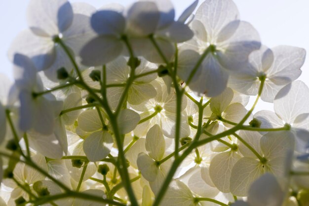 Une grande inflorescence de fleurs blanches en automne, fleurit avec un grand nombre de défauts différents