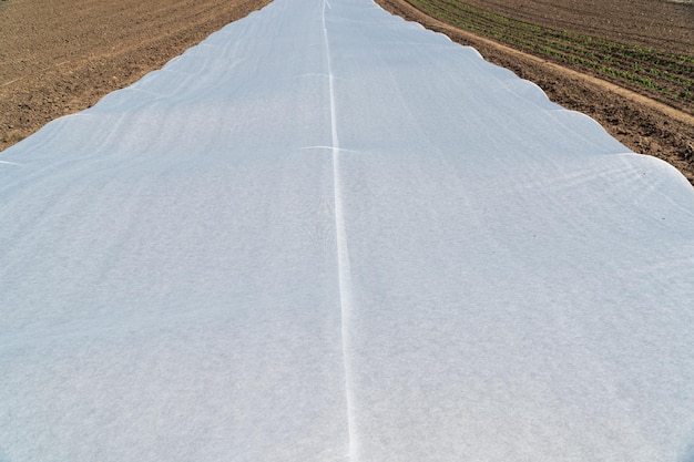 Une grande longue serre chaude dans le domaine