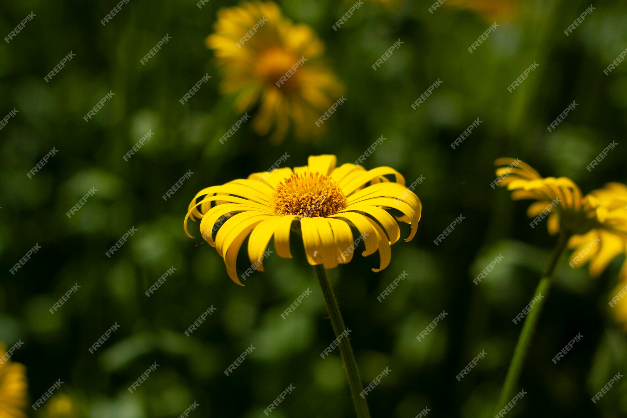 Grande Marguerite Jaune Dans Le Jardin Parmi La Verdure | Photo Premium