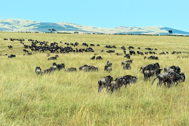 Grande migration de gnous dans le Masai Mara.