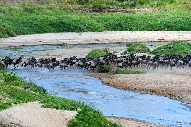 Photo grande migration de gnous dans le masai mara.