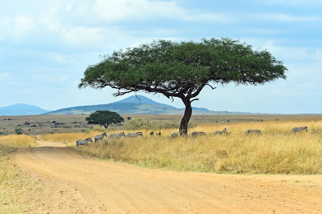 Photo grande migration de zèbres dans le masai mara.