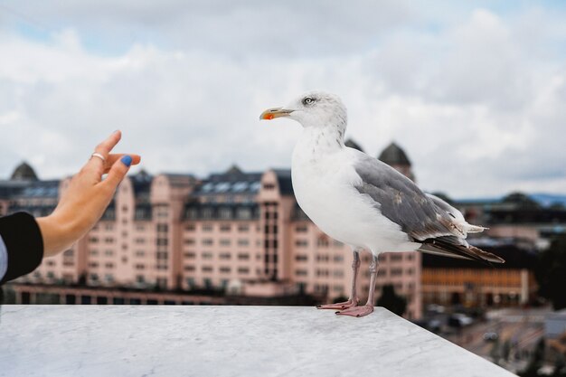 Une grande mouette blanche sur fond marchant le long d'un parapet sur fond d'arbres verts et d'une ville.