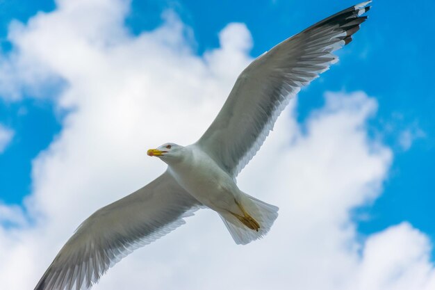 Une grande mouette plane au-dessus de la mer Adriatique au Monténégro