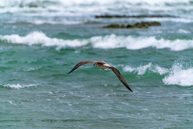 Grande mouette en vol