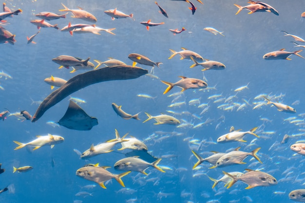 Grande murène (murène, muraenidae) dans un immense aquarium de l'hôtel Atlantis sur l'île de Hainan. Sanya, Chine.