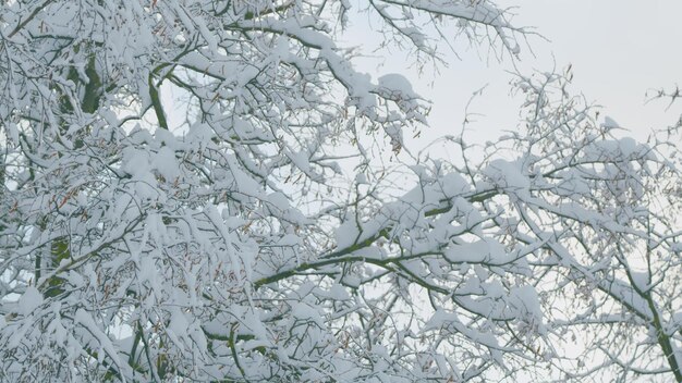 Grande neige fraîche sur les branches branches d'arbres couvertes de neige belle forêt à feuilles caduques hiver