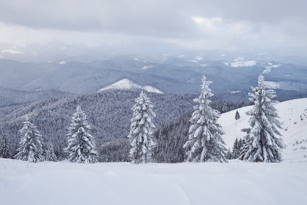 Grande photo d'hiver dans les Carpates avec des sapins enneigés.