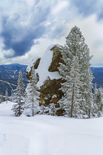 Grande pierre et sapin au sommet de la montagne de neige