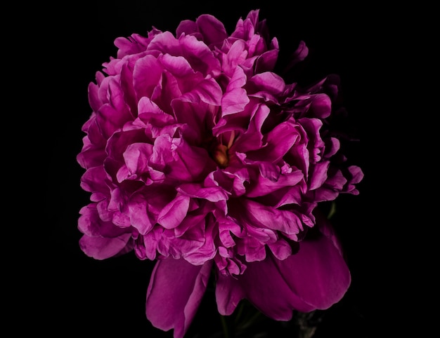 Grande pivoine lumineuse sur fond noir