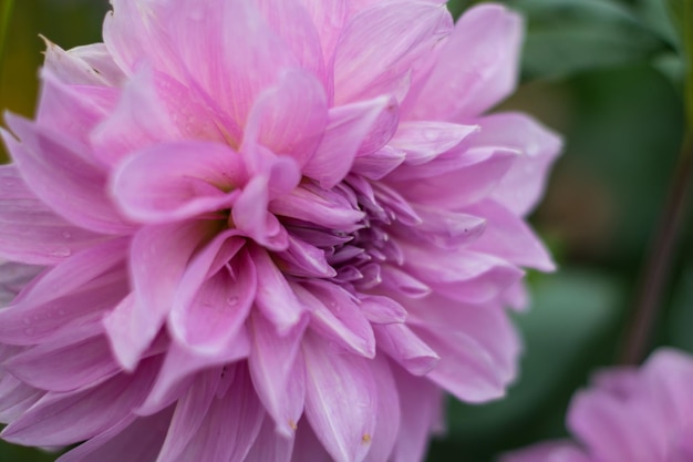 Grande pivoine rose sur fond de feuilles vertes