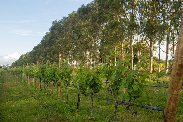 Grande plantacao de uvas com eucaliptos ao fundo em um fim de tarde