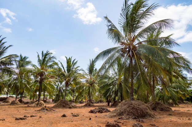 Une grande plantation de cocotiers et de cabanes sur les rives de l'océan Indien Watamu Kenya