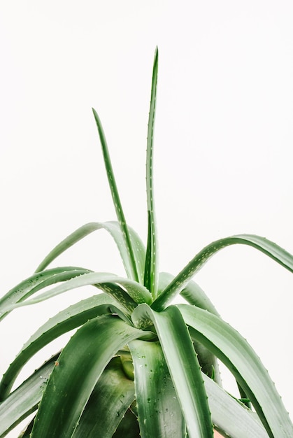 grande plante d'aloès sur fond blanc avec un bel éclairage