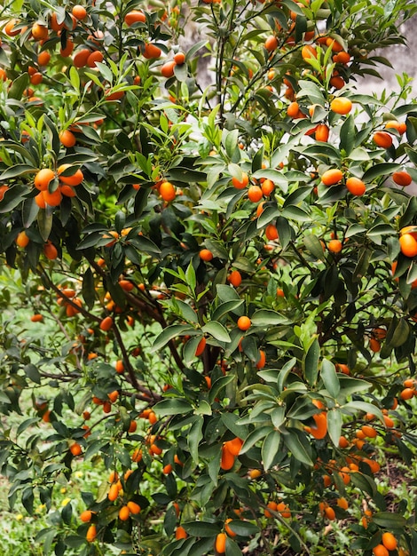 Une grande plante de délicieux kumquats orange