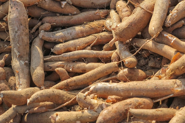 Photo grande plante de manioc ou de tapioque du genre manihot manioc dans le jardin