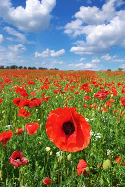 Grande prairie de coquelicots