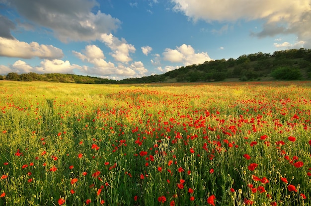 Grande prairie de pavot Composition nature printemps