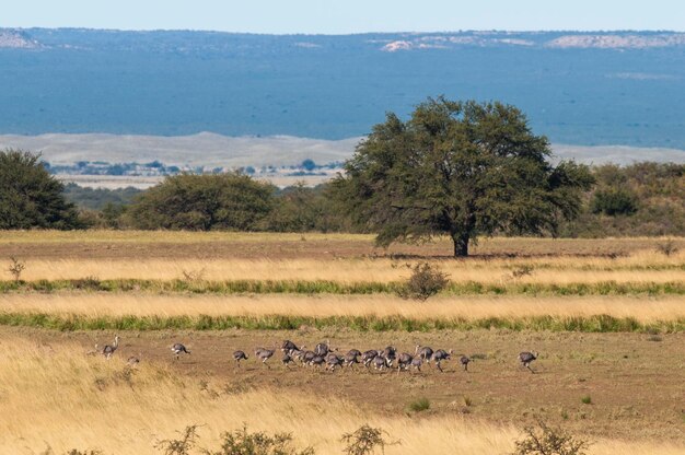 Grande Rhea Rhea americana dans le milieu rural de la Pampa province de La Pampa au Brésil