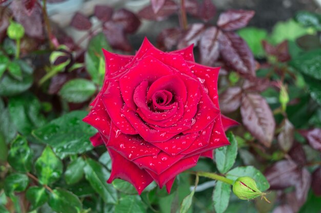 Une grande rose rouge dans le jardin