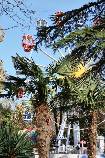 Photo grande roue derrière les palmiers.