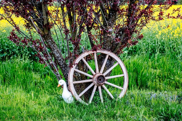 La grande roue sur le terrain