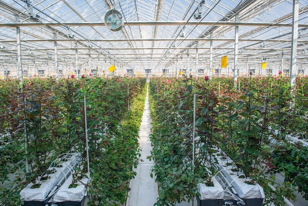 Grande serre industrielle avec roses hollandaises, le plan d'ensemble