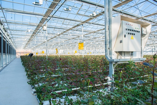 Grande serre industrielle avec roses hollandaises et tableau de bord électrique