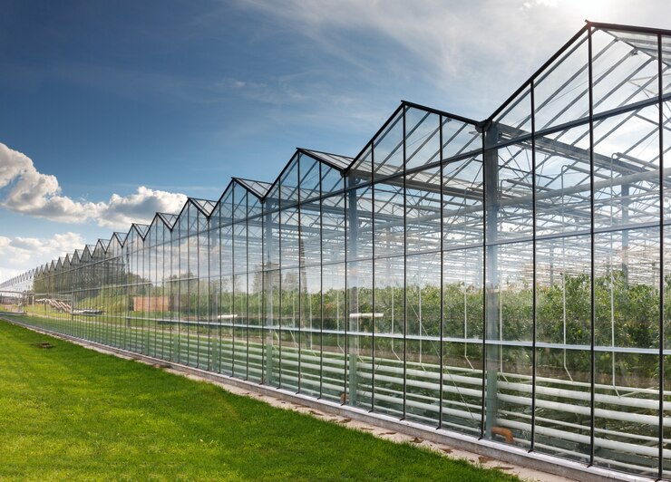 Photo grande serre en verre pour faire pousser des tomates
