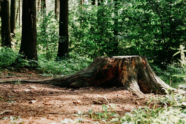 Grande souche d'arbre dans la forêt d'été. Souche d'arbre dans la forêt. Arbre abattu énorme dans un parc ou une forêt