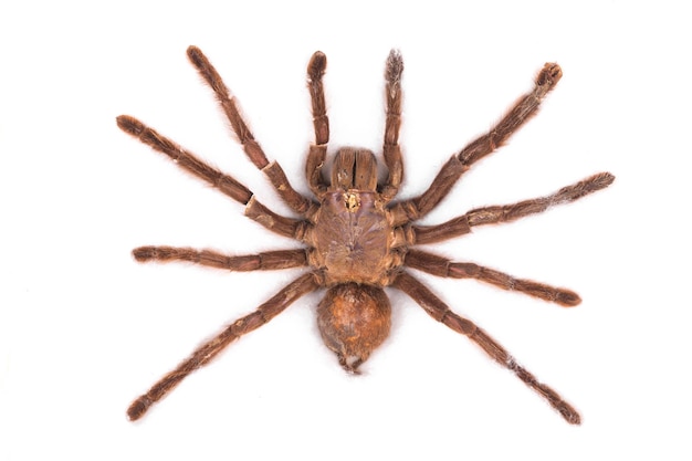 Grande tarentule araignée sur fond blanc